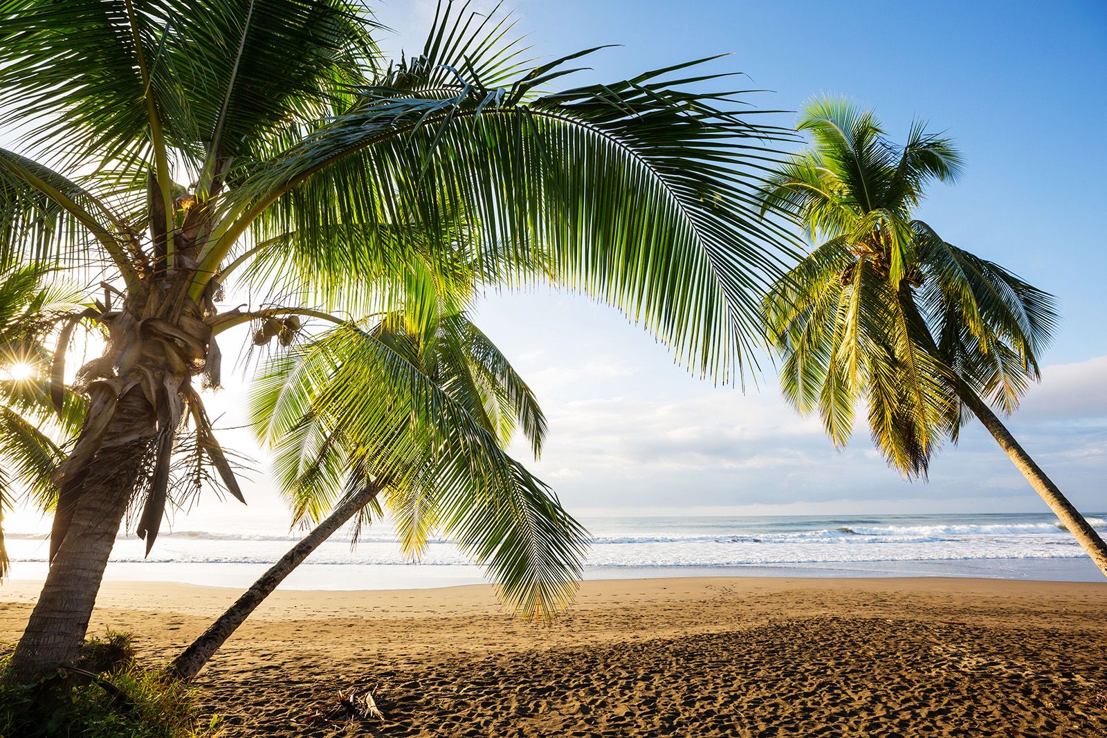 A scenic beach with palm trees, sand and ocean in Costa Rica.