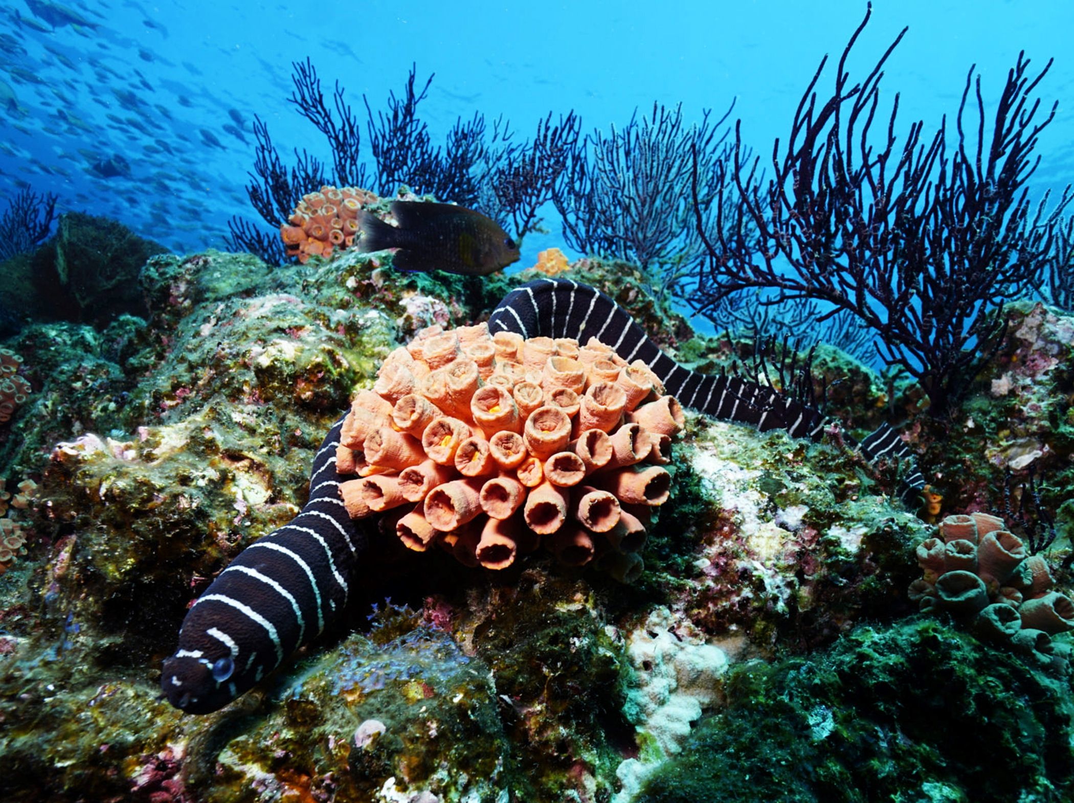 Colorful sea life underwater, shallow underwater seascape near Miami.