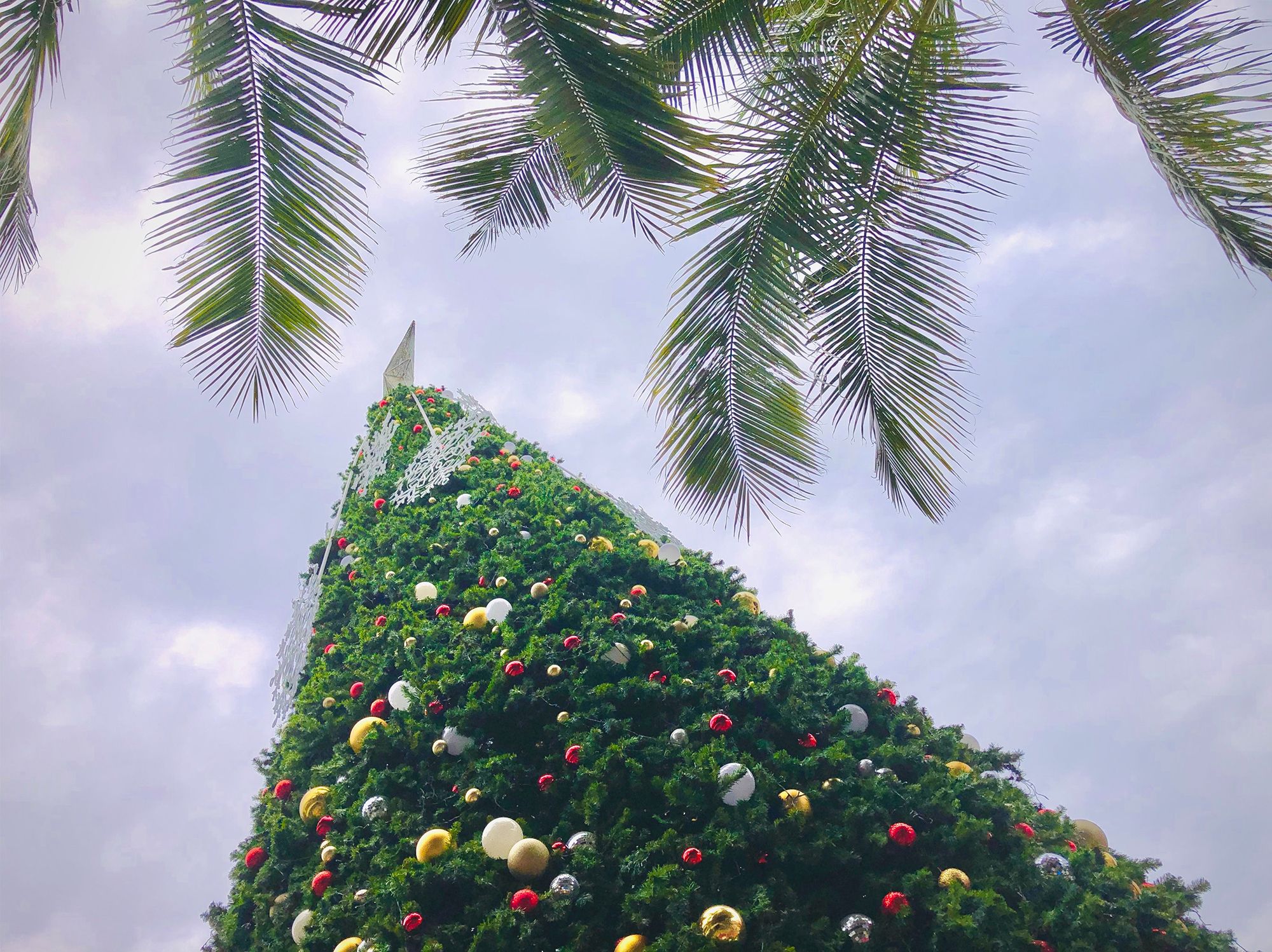 Tall fir tree decorated for Christmas with palm trees beside it, Holidays in Miami